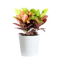 Croton Plant 19 Croton Plant -GreenNest Shop Croton Petra Delilah White Pot