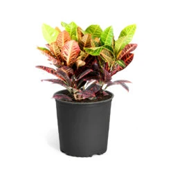 Croton Plant 18 Croton Plant -GreenNest Shop Croton Petra Standard Pot