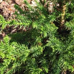 Black Dragon Cryptomeria -GreenNest Shop Cryptomeria Black Dragon 3