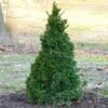 Black Dragon Cryptomeria 1 Black Dragon Cryptomeria -GreenNest Shop Cryptomeria Black Dragon BB 600x600 05f5949f 5a6c 4538 b107 52379c71f27d