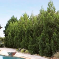 Cryptomeria Radicans Tree 13 Cryptomeria Radicans Tree -GreenNest Shop Cryptomeria Radicans 11 BBB