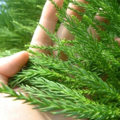 Cryptomeria Radicans Tree 11 Cryptomeria Radicans Tree -GreenNest Shop Cryptomeria Radicans 4 BB