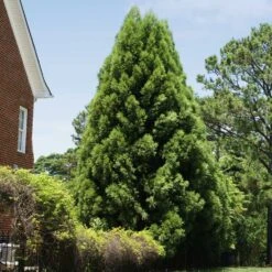 Cryptomeria Radicans Tree 12 Cryptomeria Radicans Tree -GreenNest Shop Cryptomeria Radicans 5