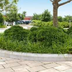 Cryptomeria 'Globosa Nana' -GreenNest Shop Cryptomeria Radicans 5 e6071c63 ad38 4b06 9556 53d562a0470a