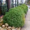 Cryptomeria 'Globosa Nana' 1 Cryptomeria 'Globosa Nana' -GreenNest Shop Cryptomeria Radicans BB 600x600 282e9bc7 9ef4 48b0 9092 d283a58d81e4