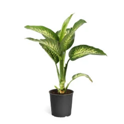 Tropic Snow Plant -GreenNest Shop DIF TRO3