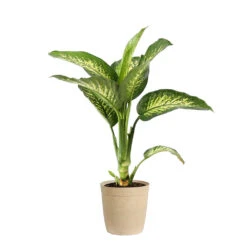 Tropic Snow Plant -GreenNest Shop DIF TRO3 BEIGEDELILAH