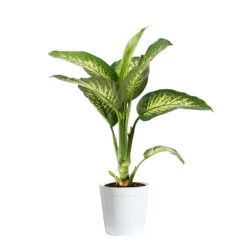 Tropic Snow Plant -GreenNest Shop DIF TRO3 WHITEDELILAH