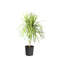 Braided Madagascar Dragon Tree -GreenNest Shop DRA MAD 12 3