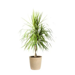 Braided Madagascar Dragon Tree -GreenNest Shop DRA MAD 23 3 beigedelilah