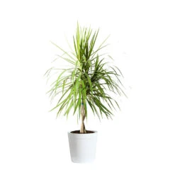 Braided Madagascar Dragon Tree -GreenNest Shop DRA MAD 23 3 whitedelilah