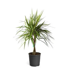 Braided Madagascar Dragon Tree -GreenNest Shop DRA MAD3