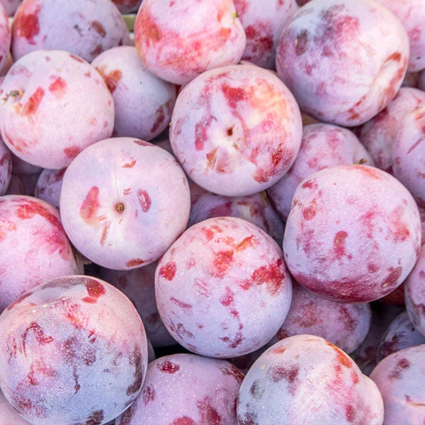 Dapple Dandy Pluot Tree 3 Dapple Dandy Pluot Tree