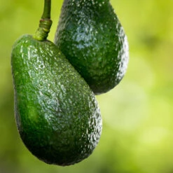 Condo™ Avocado Tree -GreenNest Shop Day Condo Avocado 6 BB