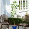Condo™ Avocado Tree -GreenNest Shop Day Condo Avocado BB 600x600 5e5043fc 7fce 4b75 8e75 810bb46c61e3