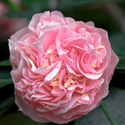Debutante Camellia Shrub -GreenNest Shop Debutante Camellia 5 BB