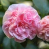 Debutante Camellia Shrub -GreenNest Shop Debutante Camellia BB 600x600 ce989ac6 4a87 4b3e ada5 afc584274c85