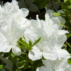 Delaware Valley White Azalea Shrub -GreenNest Shop Delaware Valley Azalea 1