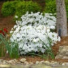 Delaware Valley White Azalea Shrub -GreenNest Shop Delaware Valley Azalea BB 600x600 c576aaab 7e4f 41fa 8e9f b84a6c4846f7