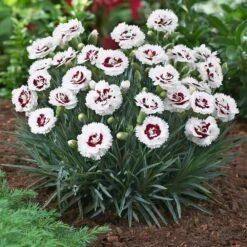Scent First® Coconut Surprise Dianthus -GreenNest Shop Dianthus Coconut Sundae 1