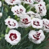 Scent First® Coconut Surprise Dianthus -GreenNest Shop Dianthus Coconut Sundae BB 600x600 0ea39be3 81dc 478f a531 c314d8632d02