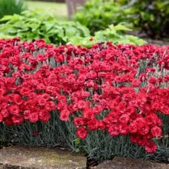 Fruit Punch® ‘Maraschino’ Dianthus -GreenNest Shop Dianthus Fruit Punch 2