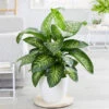 Tropic Snow Plant -GreenNest Shop Dieffenbachia Tropic SnowBB 600x600 63d7badf f740 4c25 bec8 a7f10634e161