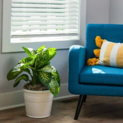 Tropic Snow Plant -GreenNest Shop Dieffenbachia Tropic Snow 3