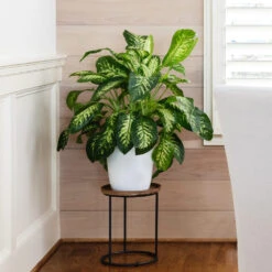 Tropic Snow Plant -GreenNest Shop Dieffenbachia Tropic Snow 4 BB
