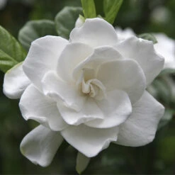 Double Blooming Gardenia Tree -GreenNest Shop Double Blooming Gardenia 3 BB