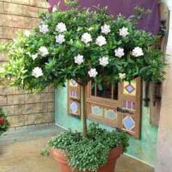 Double Blooming Gardenia Tree -GreenNest Shop Double Blooming Gardenia Tree 2 BB
