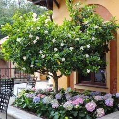 Double Blooming Gardenia Tree -GreenNest Shop Double Blooming Gardenia Tree 6