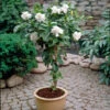 Double Blooming Gardenia Tree -GreenNest Shop Double Blooming Gardenia Tree BB 600x600 10c74c37 6b6b 42eb 8b5d cde80bdacaff