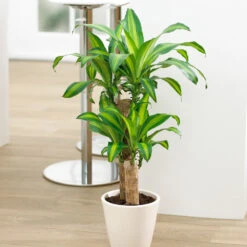 Dracaena Corn Plant 12 Dracaena Corn Plant -GreenNest Shop Dracaena Corn FGT