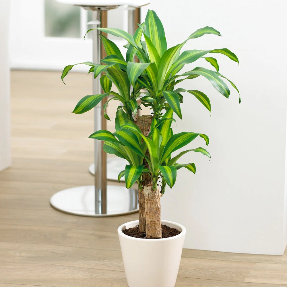Dracaena Corn Plant 5 Dracaena Corn Plant - Image 3