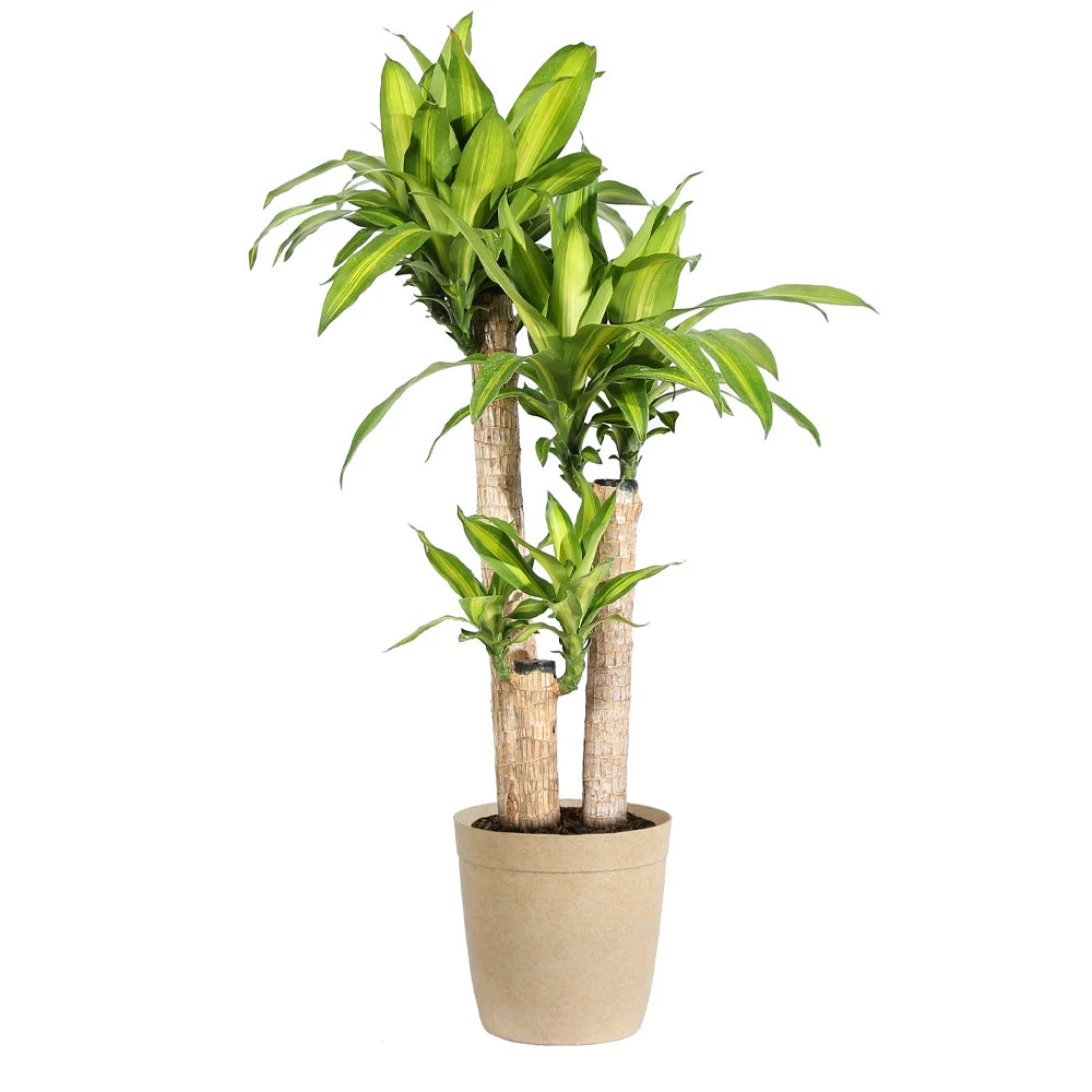 Dracaena Corn Plant 9 Dracaena Corn Plant - Image 7