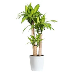 Dracaena Corn Plant 17 Dracaena Corn Plant -GreenNest Shop Dracaena Corn Plant delilah white pot