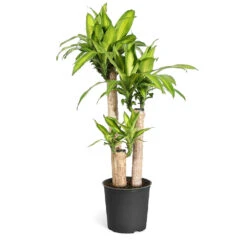 Dracaena Corn Plant 13 Dracaena Corn Plant -GreenNest Shop Dracaena Corn Plant standard pot
