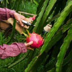 Dragon Fruit Cactus -GreenNest Shop Dragon Fruit Cactus 3