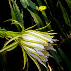 Dragon Fruit Cactus -GreenNest Shop Dragon Fruit Cactus 5 BB