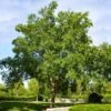 Drake Chinese Elm Tree 2 Drake Chinese Elm Tree -GreenNest Shop Drake Chinese Elm BB 600x600 0aa47c26 f7ce 4e33 af4c 61150ff4f2cf