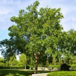 Drake Chinese Elm Tree