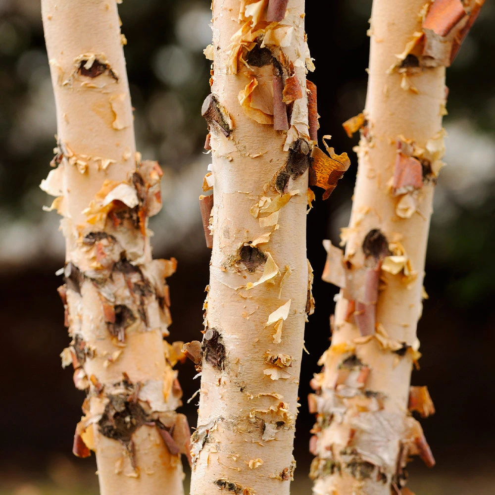 Dura Heat'® River Birch Tree 6 Dura Heat'® River Birch Tree - Image 4
