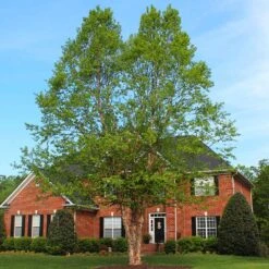 Dura Heat'® River Birch Tree 11 Dura Heat'® River Birch Tree -GreenNest Shop Dura Heat River Birch BB 2