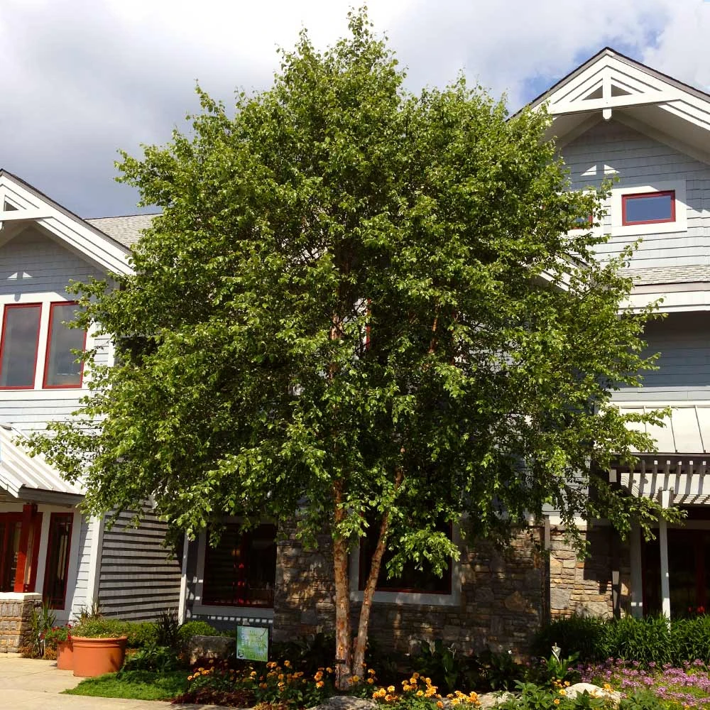 Dura Heat'® River Birch Tree 4 Dura Heat'® River Birch Tree - Image 2