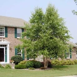 Dura Heat'® River Birch Tree 9 Dura Heat'® River Birch Tree -GreenNest Shop Dura Heat River Birch BB 5