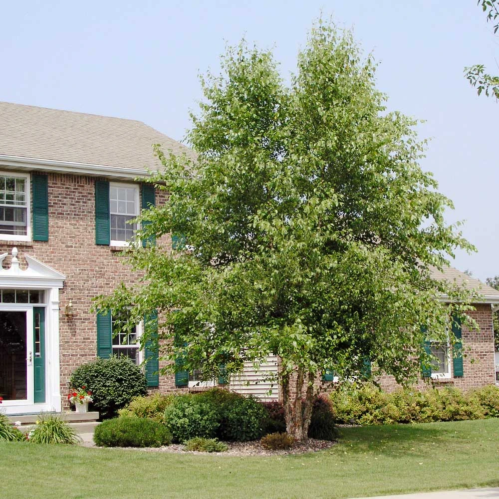 Dura Heat'® River Birch Tree 5 Dura Heat'® River Birch Tree - Image 3