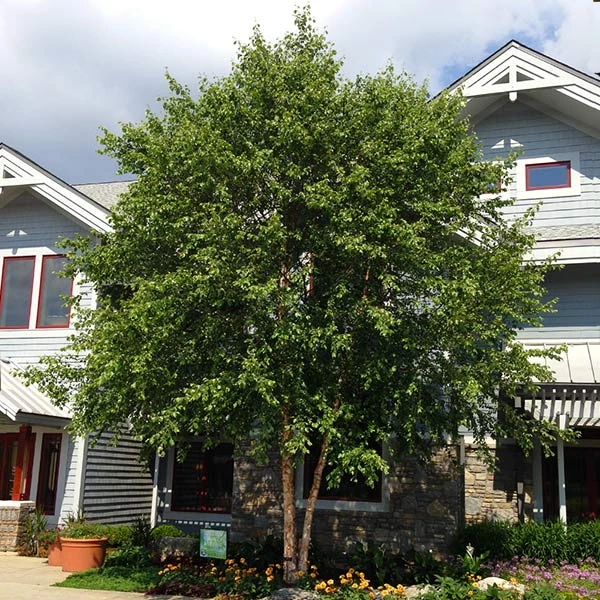 Dura Heat'® River Birch Tree 3 Dura Heat'® River Birch Tree