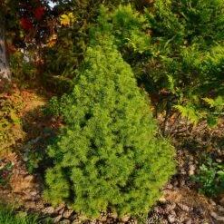 Dwarf Alberta Spruce Tree 9 Dwarf Alberta Spruce Tree -GreenNest Shop Dwarf ALberta ALberta Spruce 2 BB