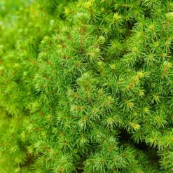 Dwarf Alberta Spruce Tree 10 Dwarf Alberta Spruce Tree -GreenNest Shop Dwarf ALberta ALberta Spruce 6